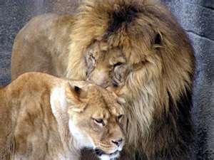 Lion and His Mate
